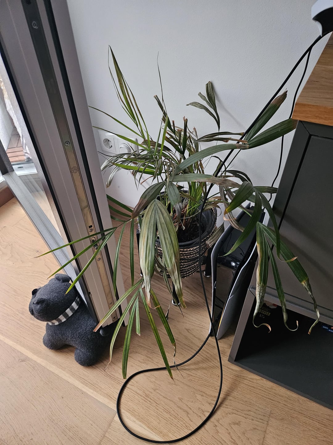 Blätter vertrocknen. Falsche Position? Garten Radar