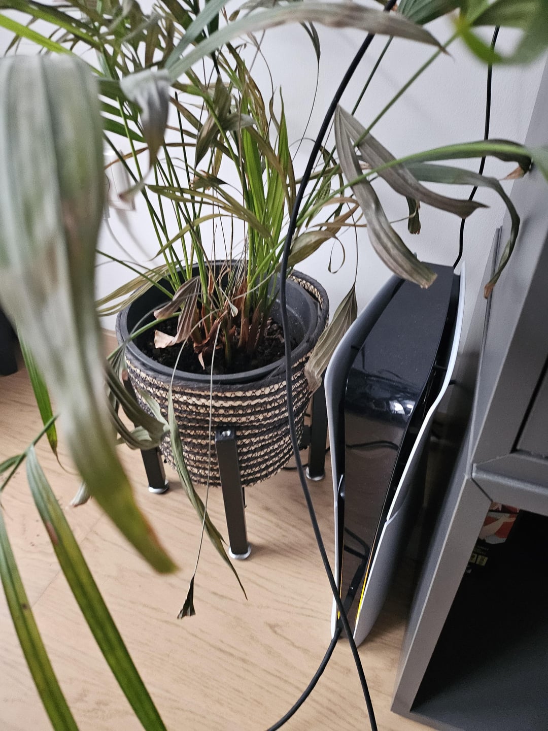 Blätter vertrocknen. Falsche Position? Garten Radar